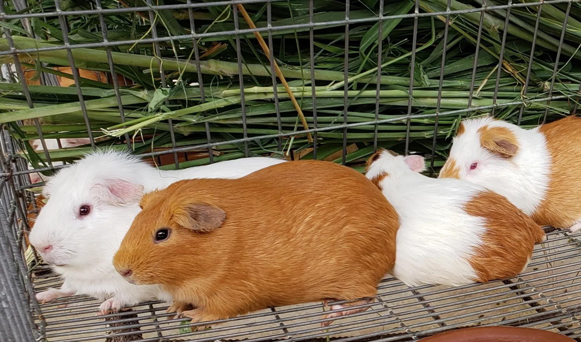 Producción Cunícola