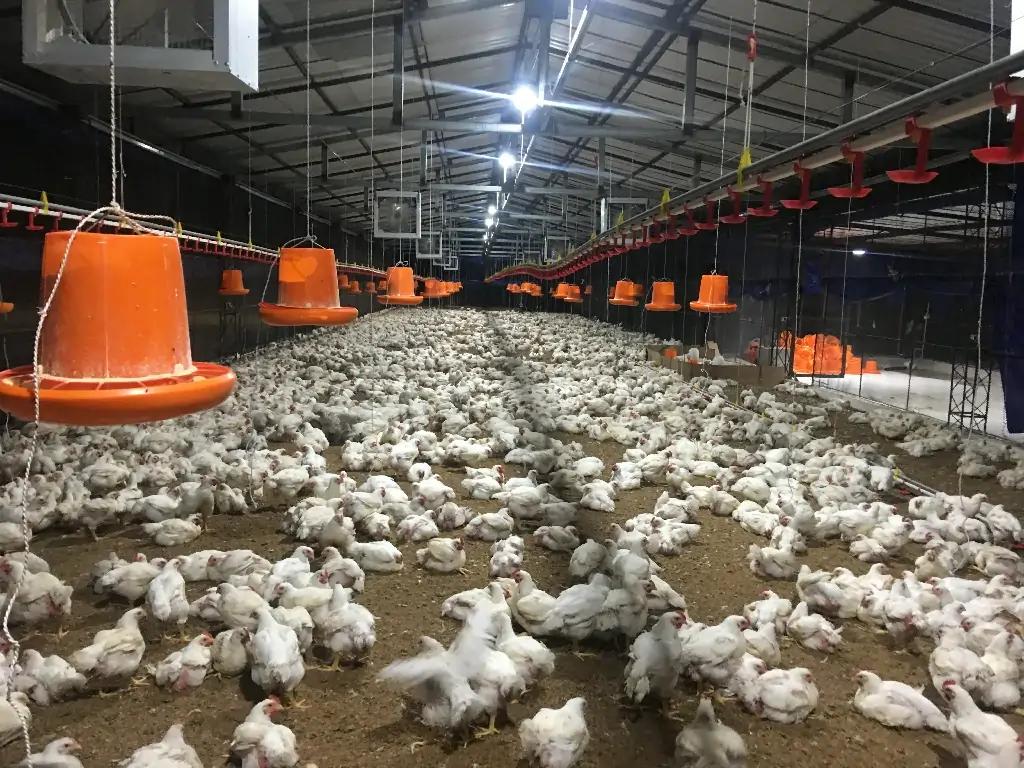 Producción Avícola